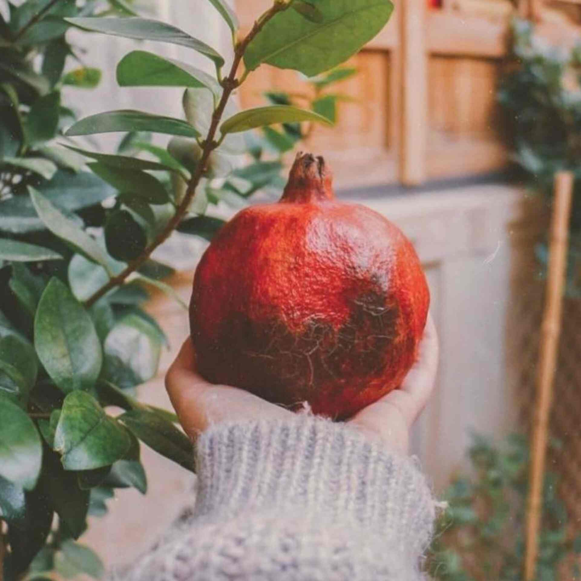 آهنگ جدید  ماچ و موچت بگولیم لپ بکشیم بوست گولیم